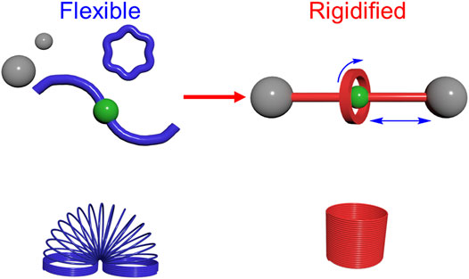 Rigidity and Flexibility in Rotaxanes and Their Relatives On being Stubborn and Easy Going